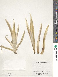 Iris tectorum image