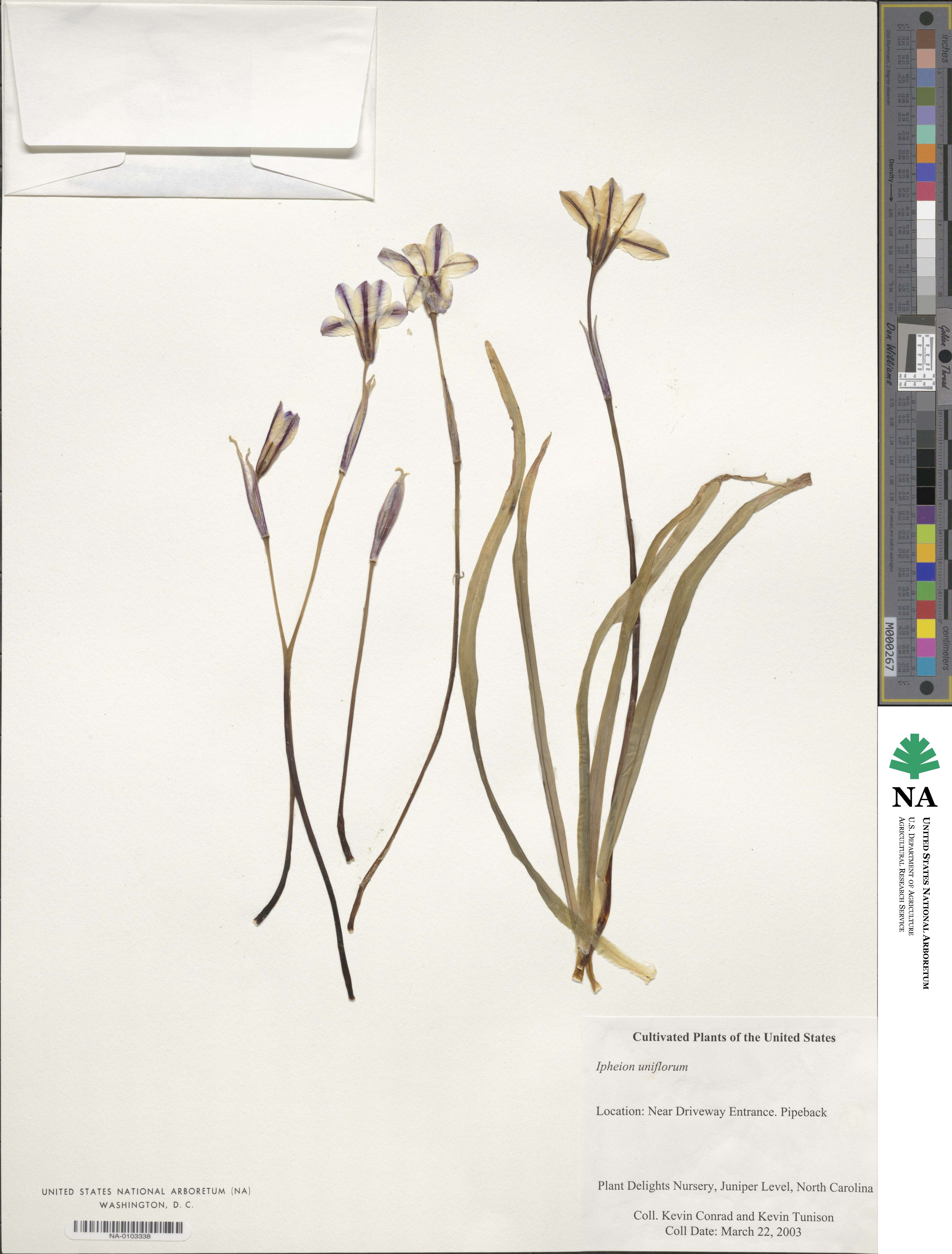 Ipheion uniflorum image