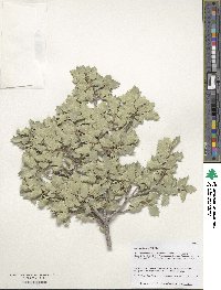 Image of Quercus ajoensis