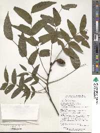 Platycarya strobilacea image