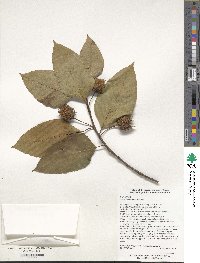 Fagus sinensis image