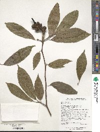 Magnolia biondii image