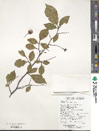 Styrax japonicus image