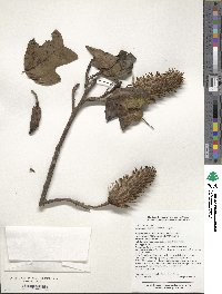 Liriodendron chinense image