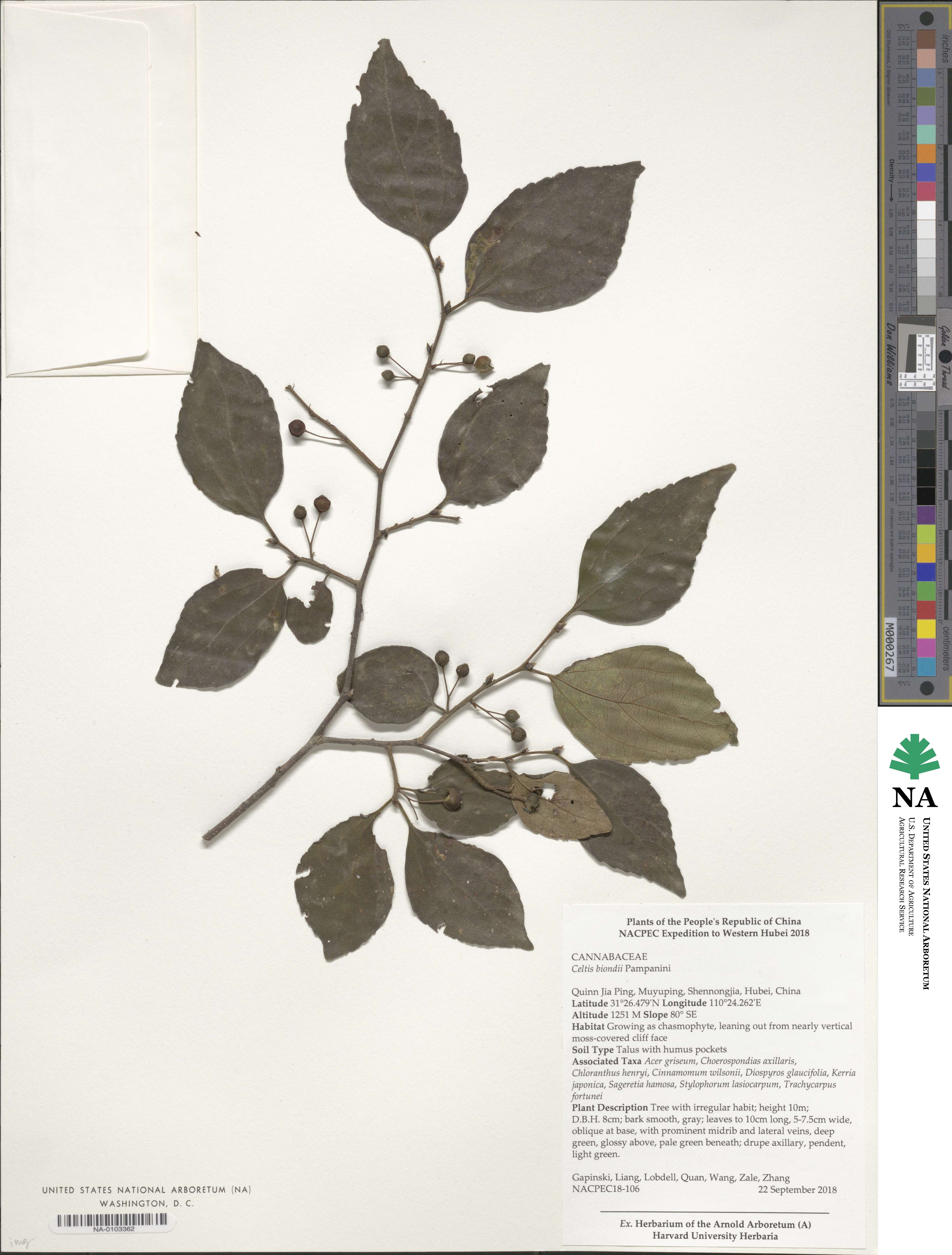 Celtis biondii image