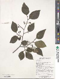 Celtis biondii image