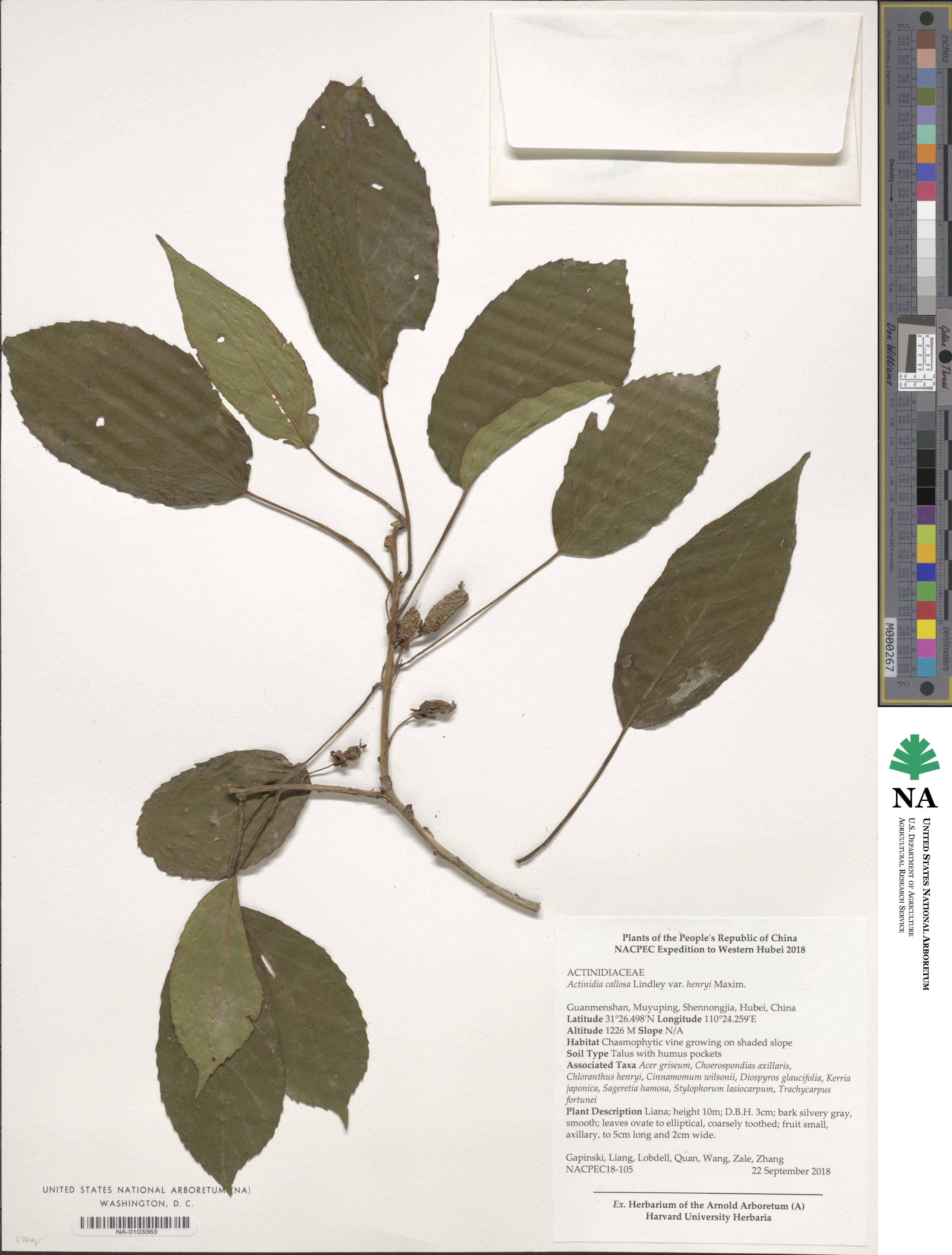 Actinidia callosa var. henryi image