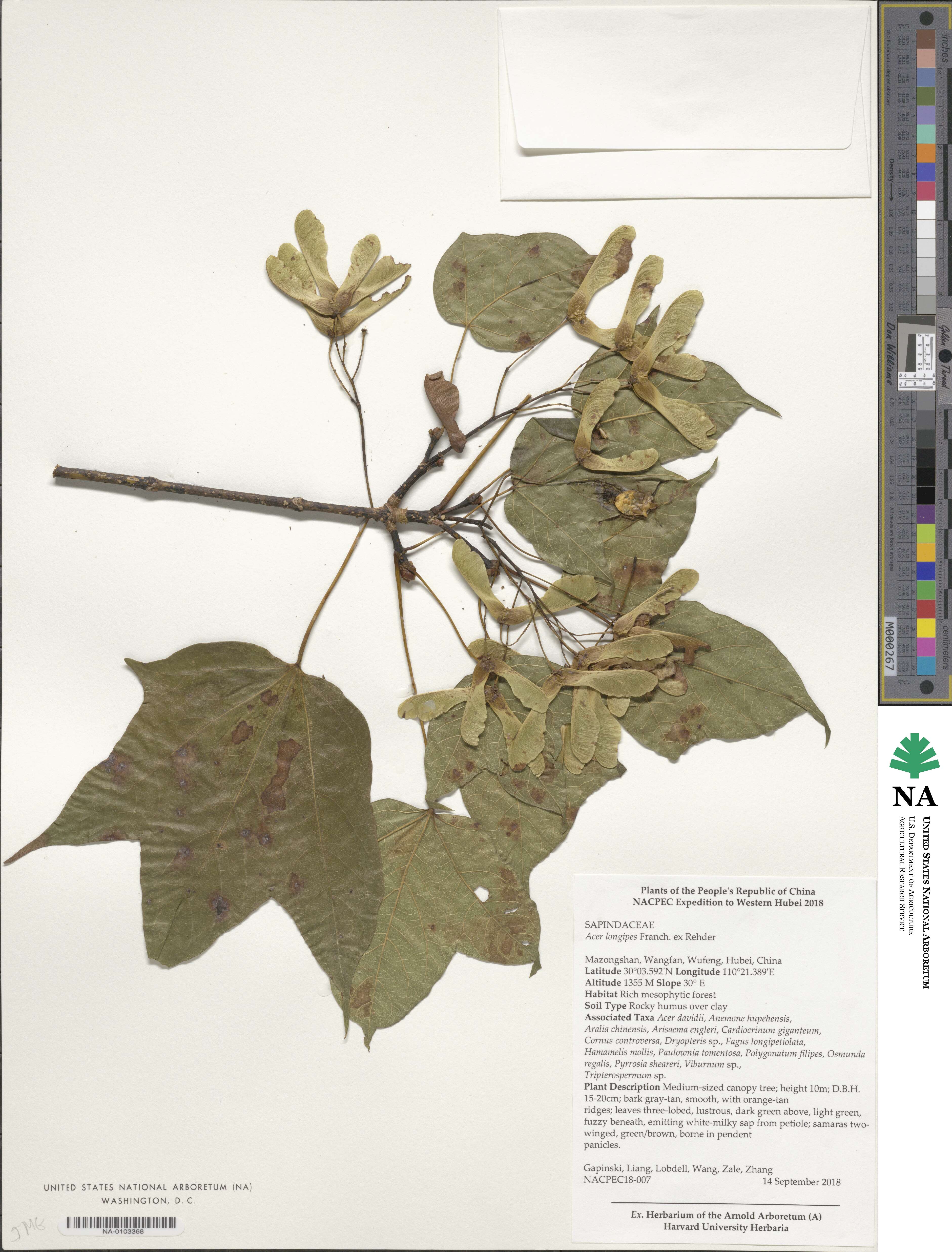 Acer longipes image