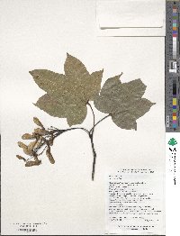 Acer sinense image