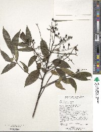 Meliosma oldhamii image