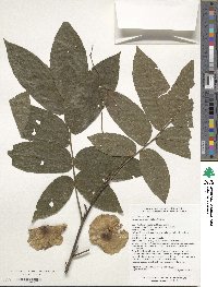 Cyclocarya paliurus image