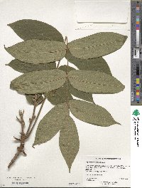 Juglans mandshurica image