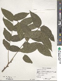 Juglans mollis image