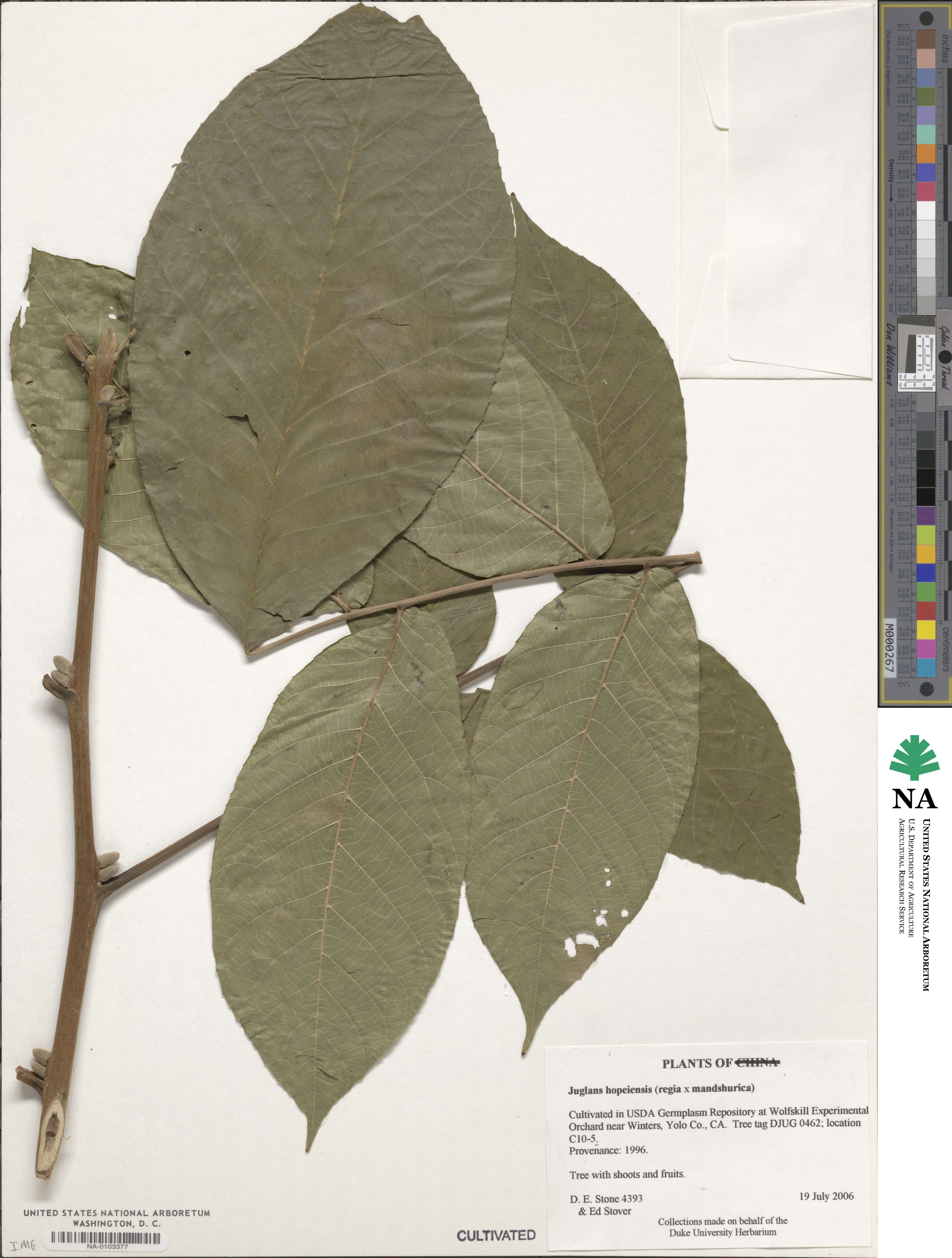 Juglans hopeiensis image