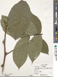 Image of Juglans hopeiensis