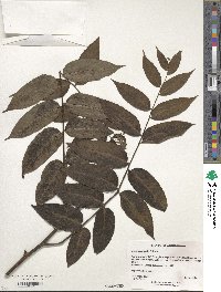 Image of Juglans australis