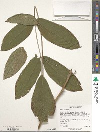 Juglans ailantifolia image