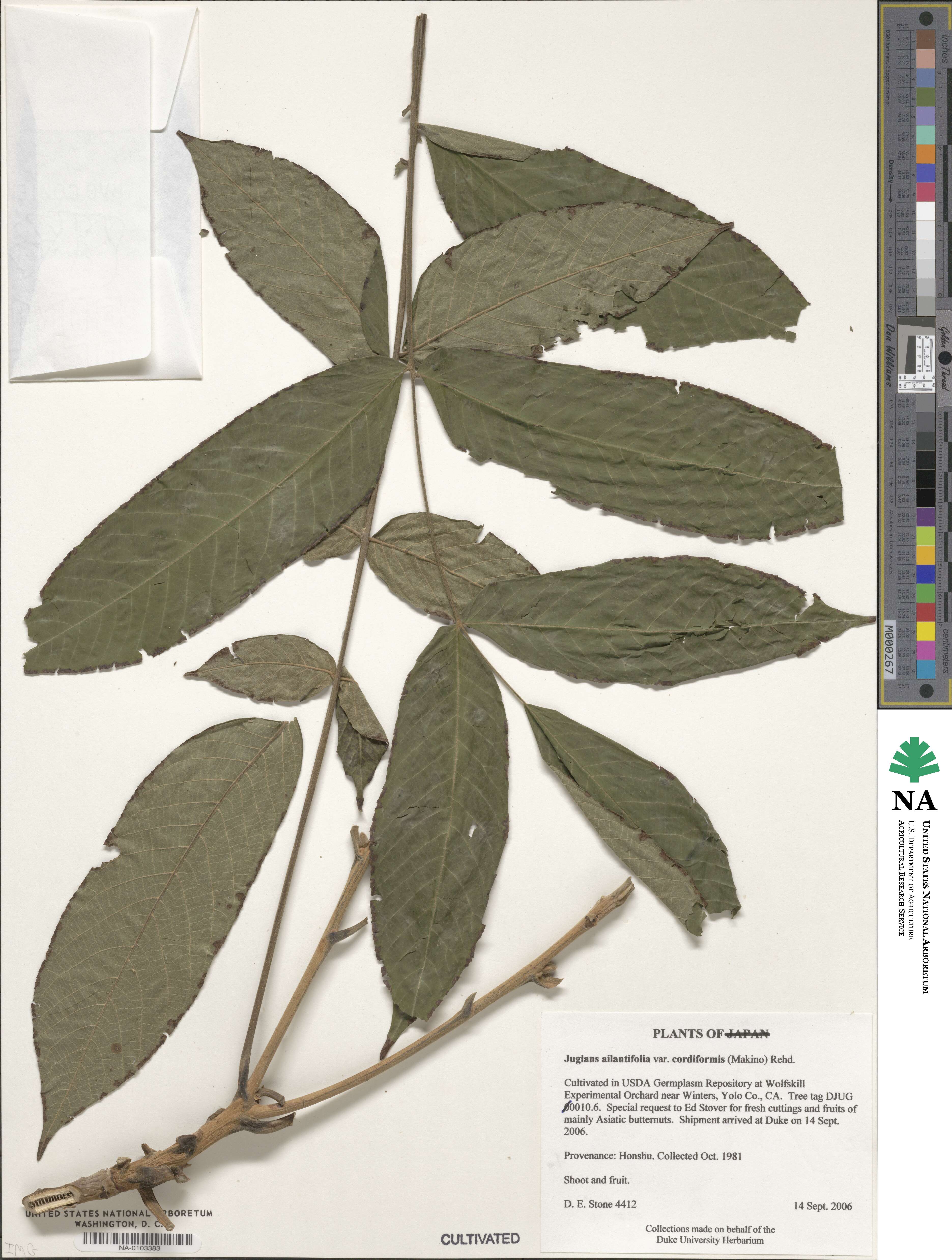 Juglans mandshurica image