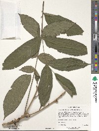 Juglans mandshurica image