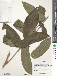 Juglans ailantifolia image