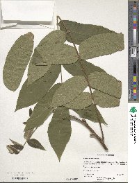 Juglans ailantifolia image