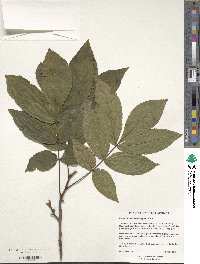 Carya cordiformis image