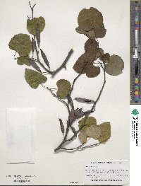 Cercis siliquastrum image