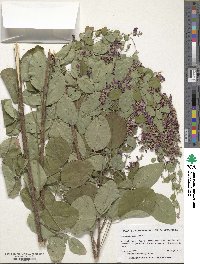 Lespedeza bicolor image