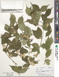 Lonicera maackii image