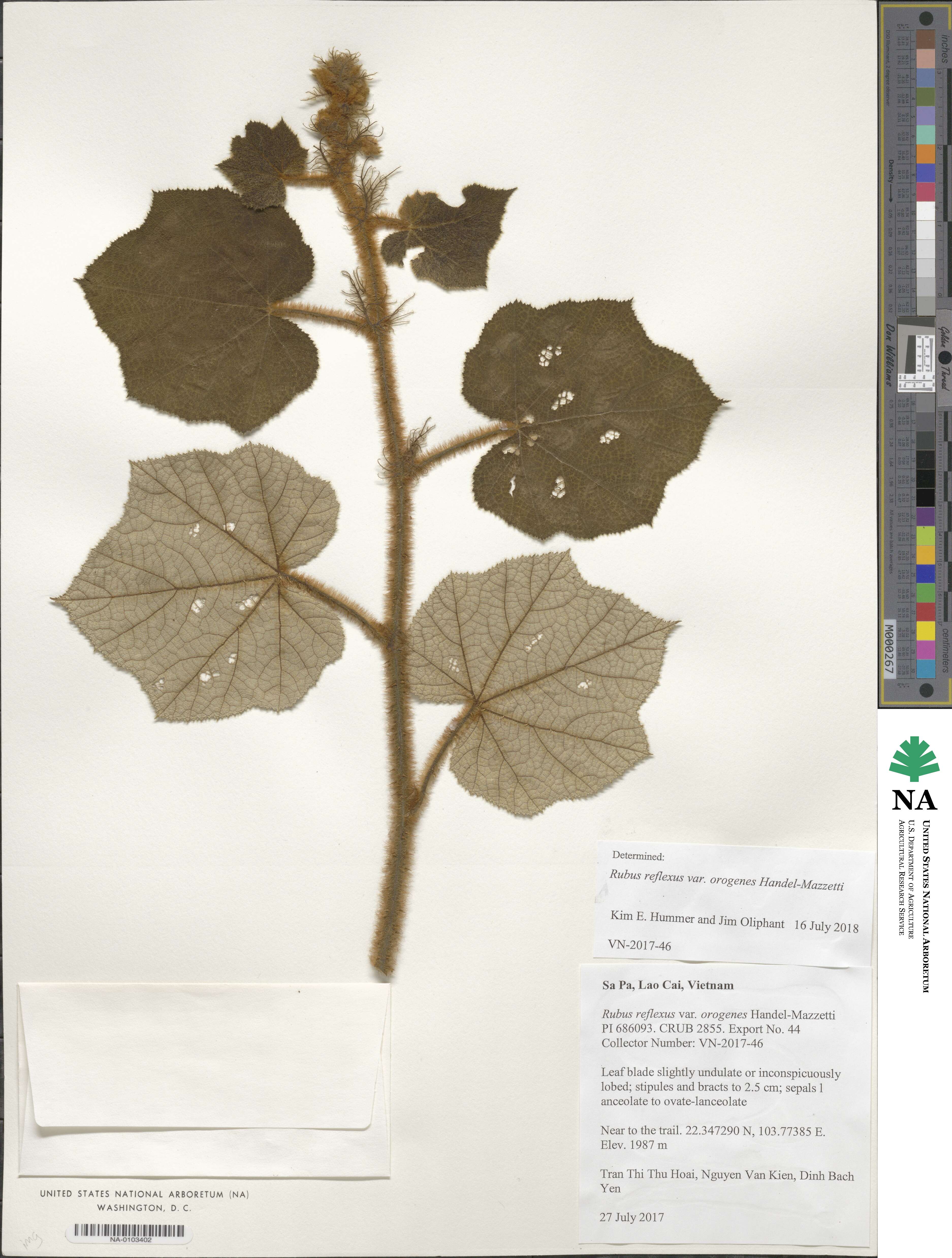 Rubus reflexus var. orogenes image