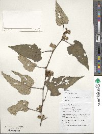 Rubus intermittens image