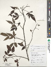 Rubus pentagonus image