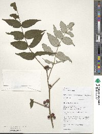 Rubus niveus image