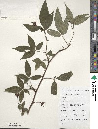 Rubus pentagonus image