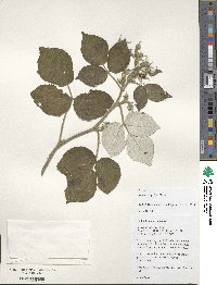 Rubus idaeus image