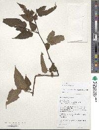 Rubus corchorifolius image