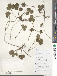 Fragaria nilgerrensis image