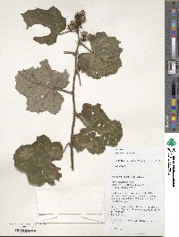 Rubus alceifolius image