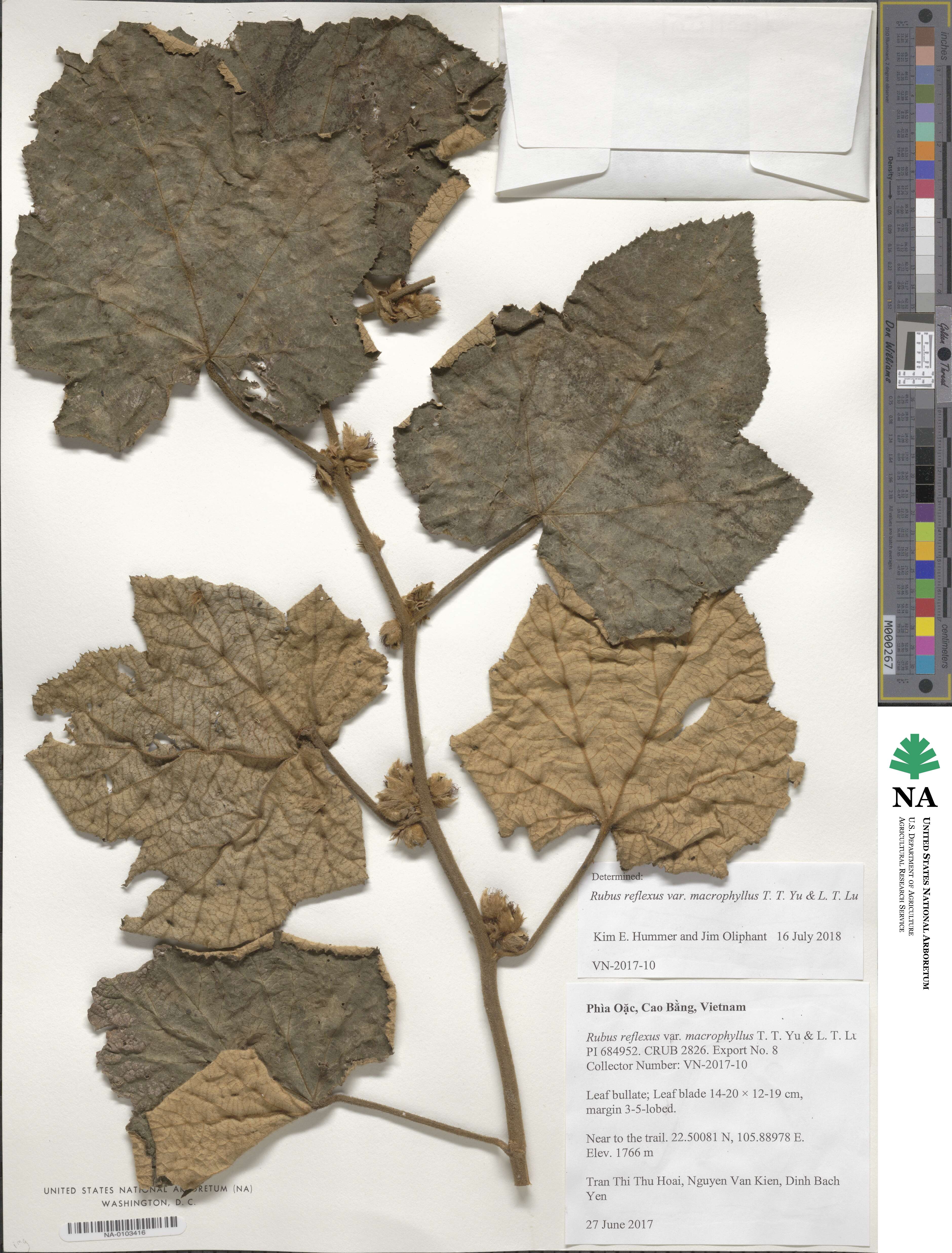 Rubus reflexus var. macrophyllus image