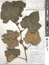 Rubus reflexus image