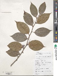 Image of Vaccinium gaultheriifolium