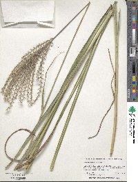 Miscanthus sinensis image