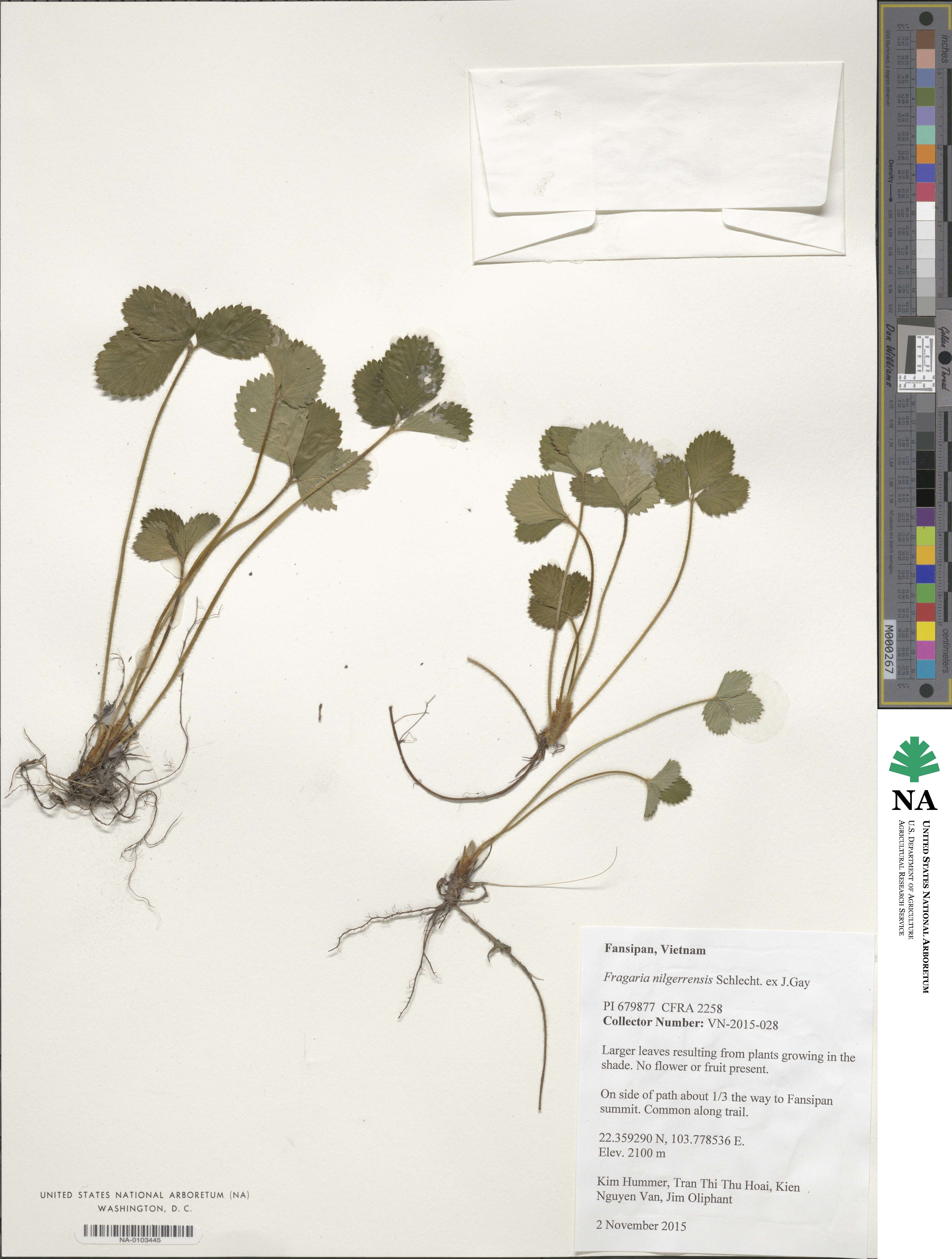 Fragaria nilgerrensis image