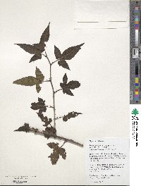 Rubus glabricarpus image