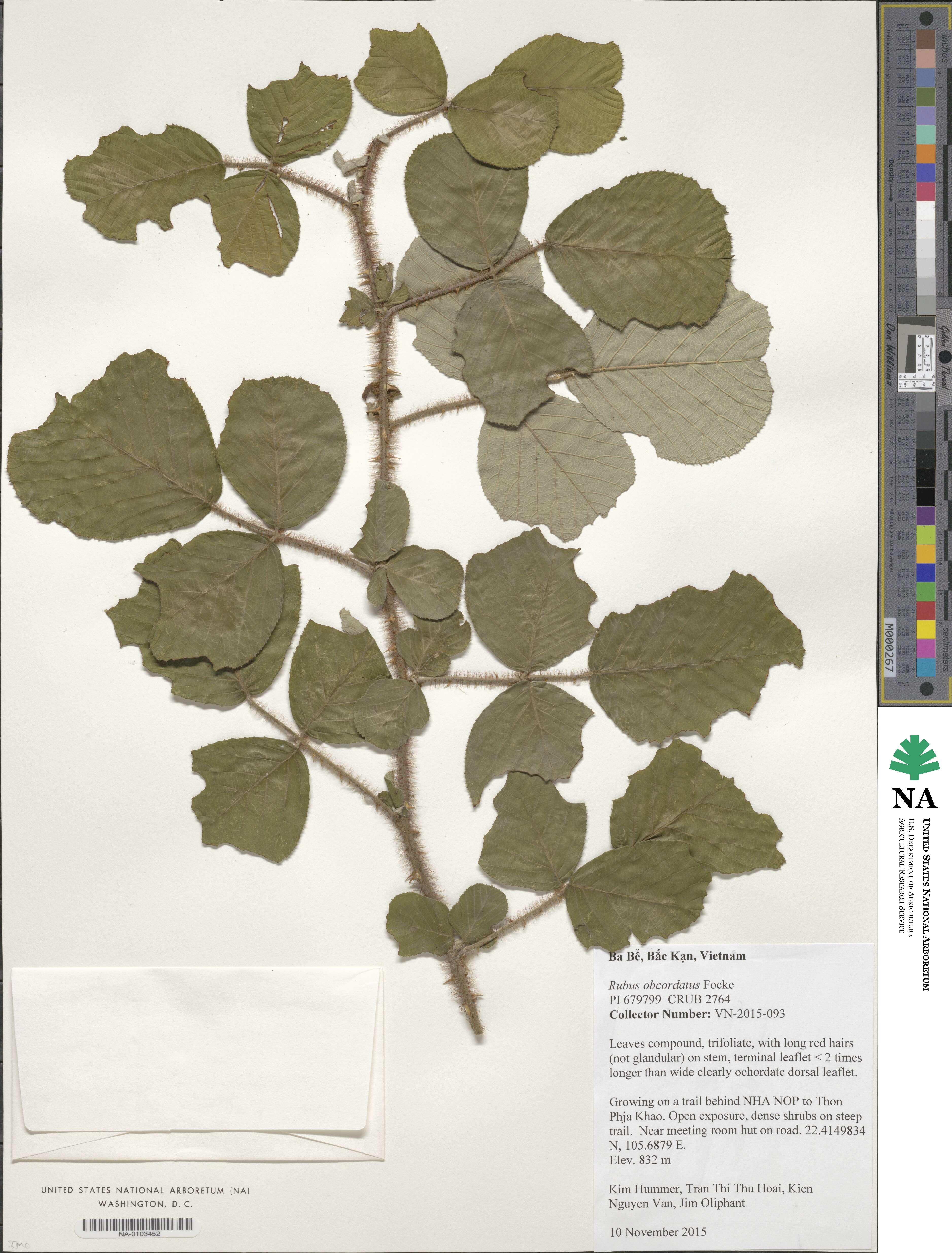 Rubus ellipticus image