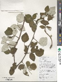 Rubus idaeus image