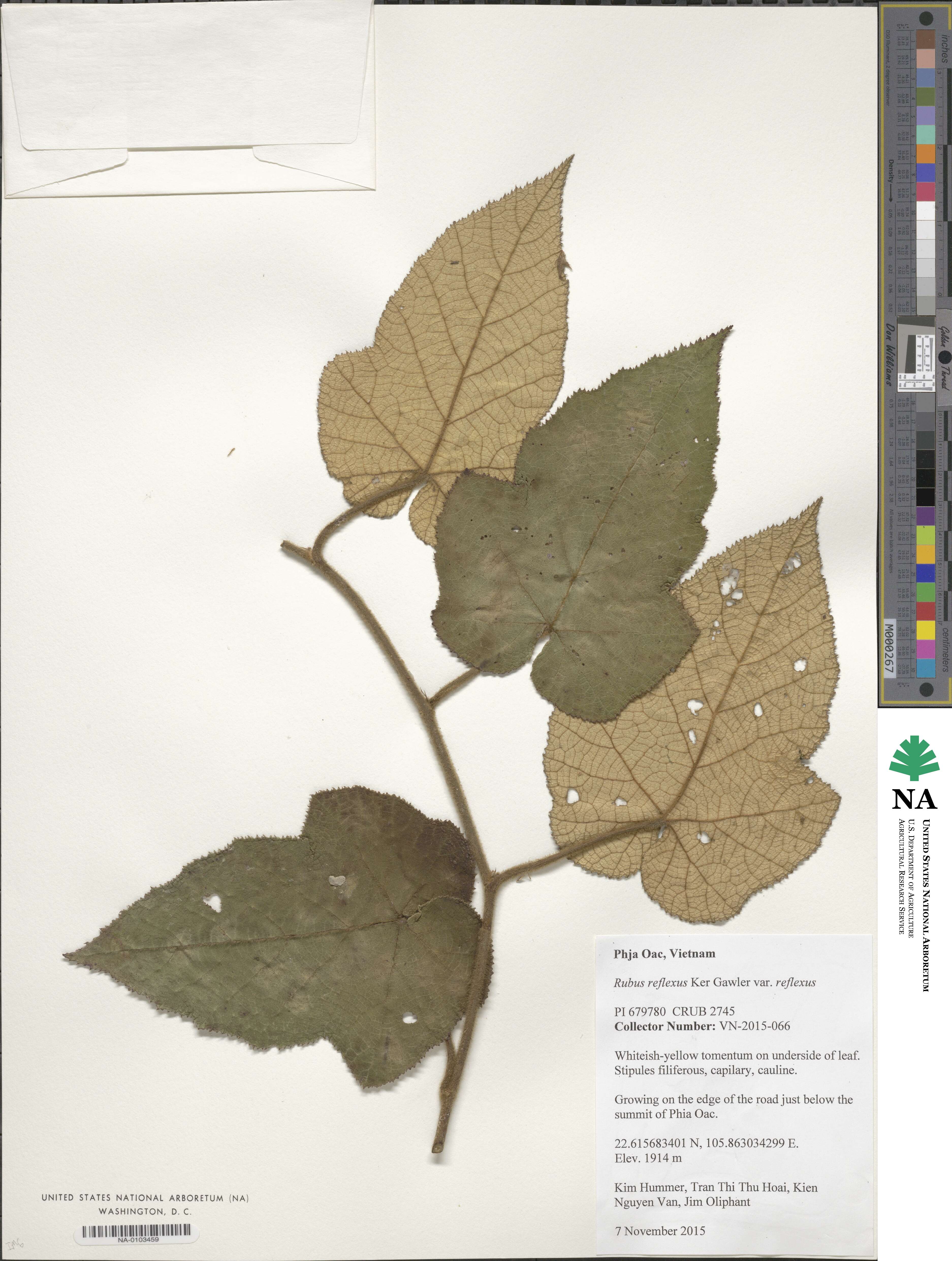 Rubus reflexus var. reflexus image