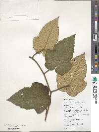 Rubus reflexus image