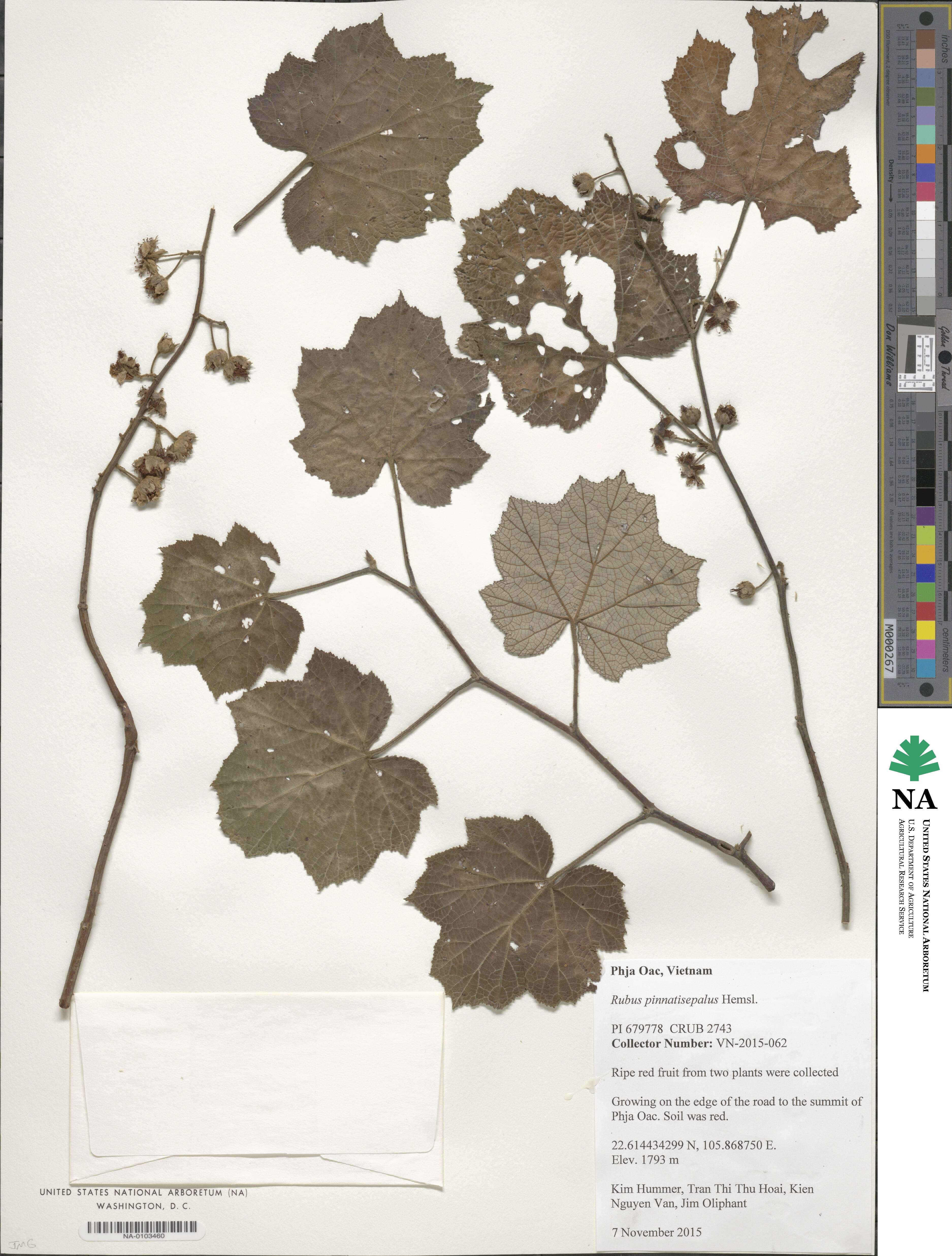 Rubus pinnatisepalus image