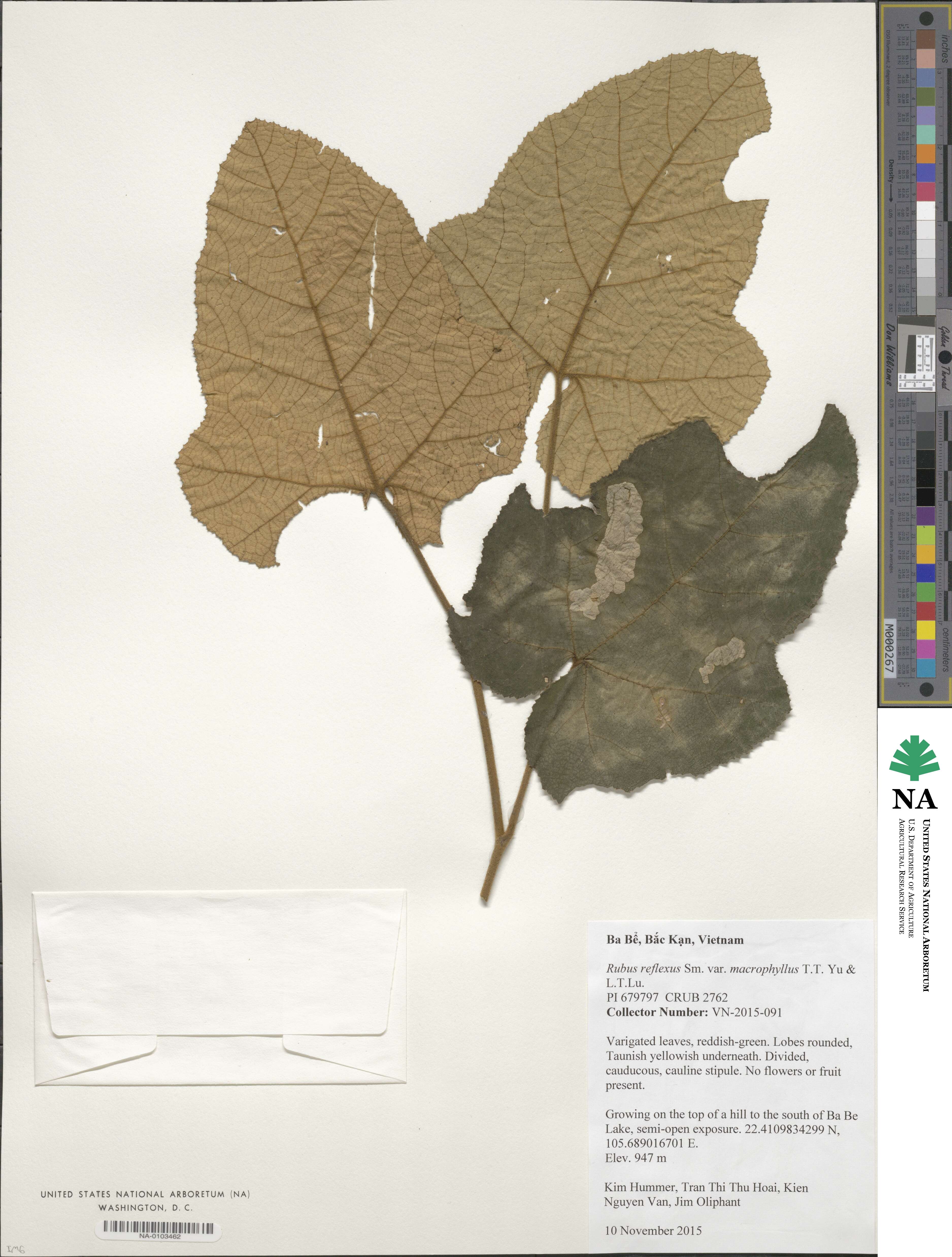 Rubus reflexus image